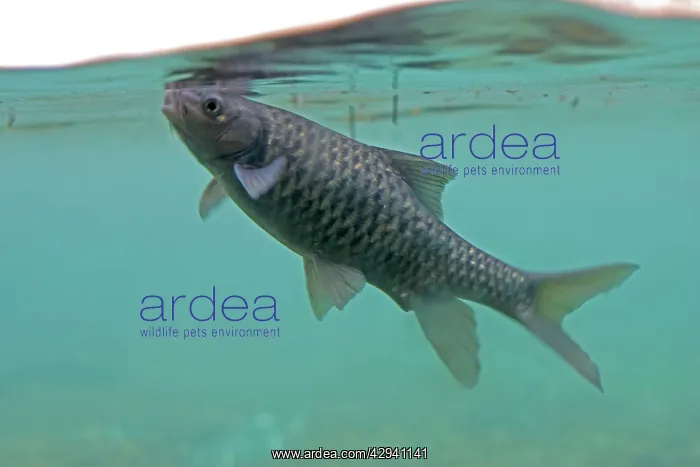  : Barbel - feeding at surface at Mzima Springs