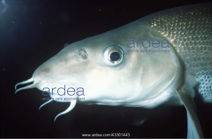 : Barbel fish - showing feelers around mouth : Barbel fish - showing feelers around mouth
