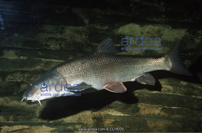 : BARBEL - FRESHWATER : BARBEL - FRESHWATER