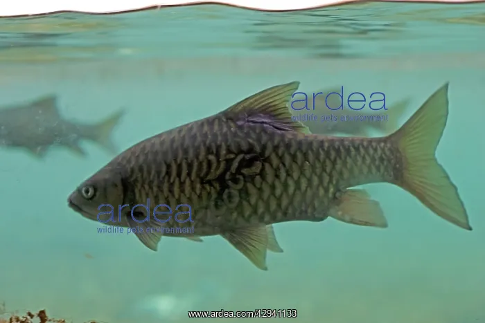 : Barbel - swimming underwater at Mzima Springs : Barbel - swimming underwater at Mzima Springs