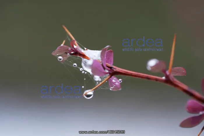 : Barberry, Berberis : Barberry, Berberis