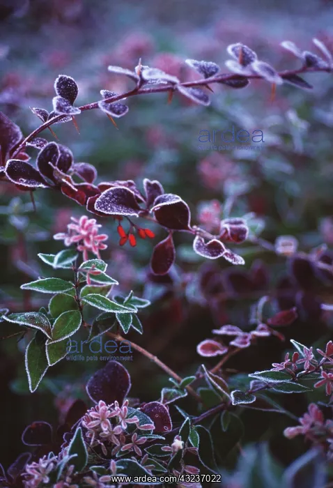 : Barberry, Berberis thunbergii : Barberry, Berberis thunbergii