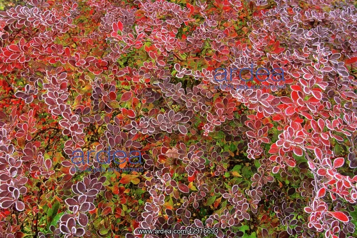 : Barberry - Berberis - autumn colour with frost on leaves : Barberry - Berberis - autumn colour with frost on leaves