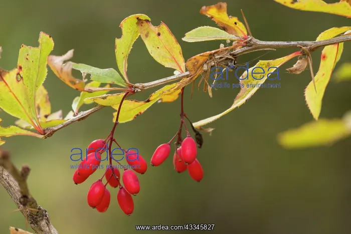 : Barberry - in fruit in autumn : Barberry - in fruit in autumn