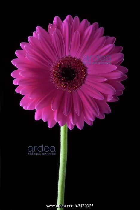 : Barberton daisy, Gerbera jamesonii, a magenta flower against : Barberton daisy, Gerbera jamesonii, a magenta flower against
