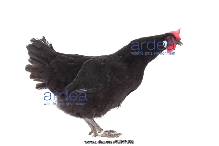  : Barbezieux Chicken