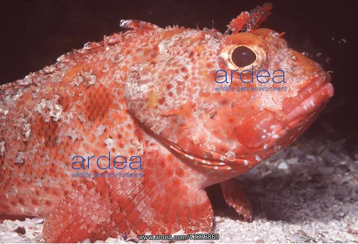 : BARBFISH : BARBFISH