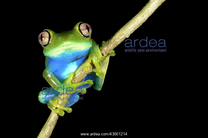 : Barbour's Forest Tree Frog : Barbour's Forest Tree Frog