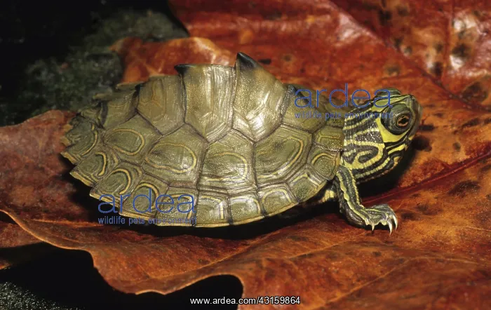 : Barbour's Map Turtle : Barbour's Map Turtle