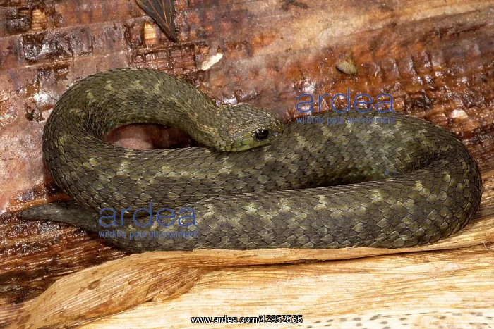 : Barbour's Short Headed Viper : Barbour's Short Headed Viper