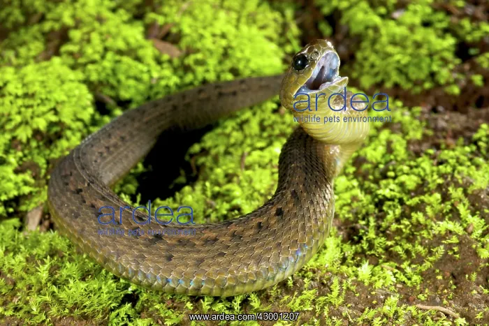 : Barbour's Short-headed Viper : Barbour's Short-headed Viper