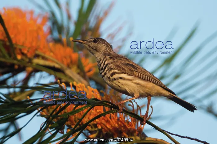 : Barbreasted Honeyeater Perched in a grevillea in woodl : Barbreasted Honeyeater Perched in a grevillea in woodl
