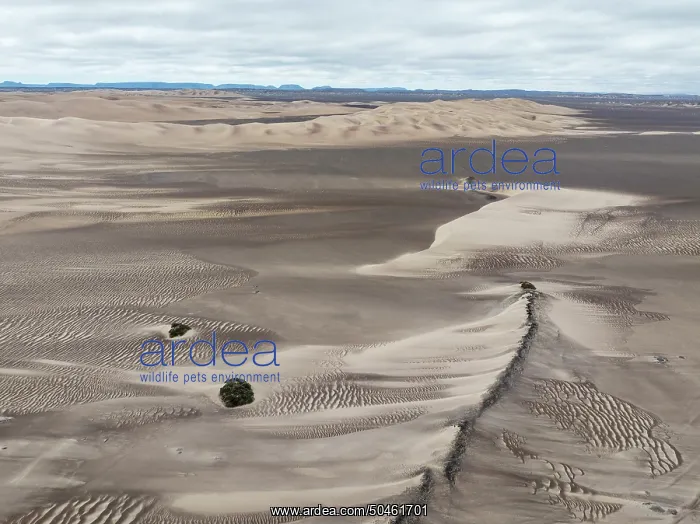 : Barchan dunes and sand patterns at the edge of the Namib Desert : Barchan dunes and sand patterns at the edge of the Namib Desert