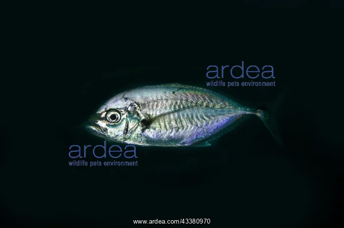 : Barcheek Trevally - Coral Garden dive site, Tulamben : Barcheek Trevally - Coral Garden dive site, Tulamben