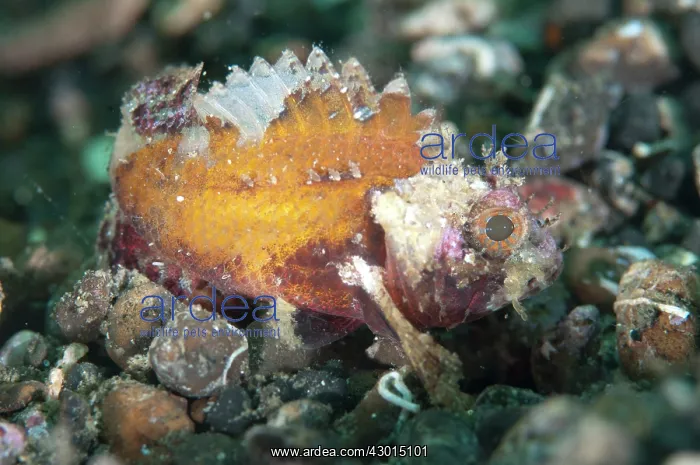  : Barchin Scorpionfish
