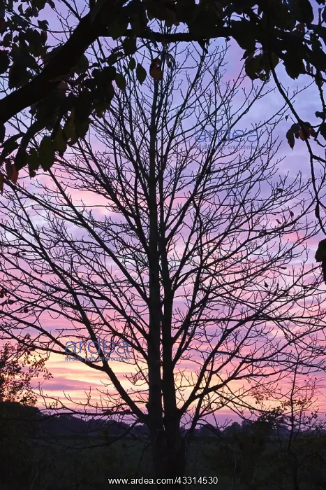 : Bare branches of Chestnut Tree and sunset, Norfolk UK : Bare branches of Chestnut Tree and sunset, Norfolk UK
