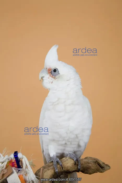 : Bare-eyed Cockatoo : Bare-eyed Cockatoo