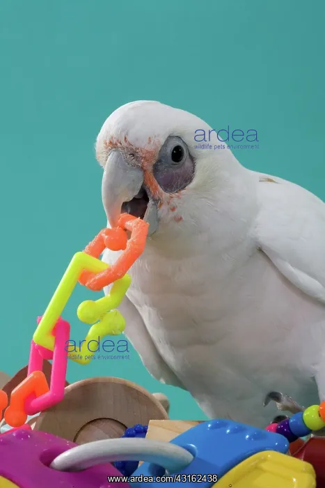 : Bare-eyed Cockatoo : Bare-eyed Cockatoo