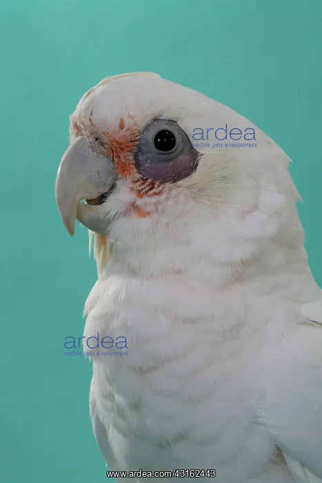 : Bare-eyed Cockatoo : Bare-eyed Cockatoo