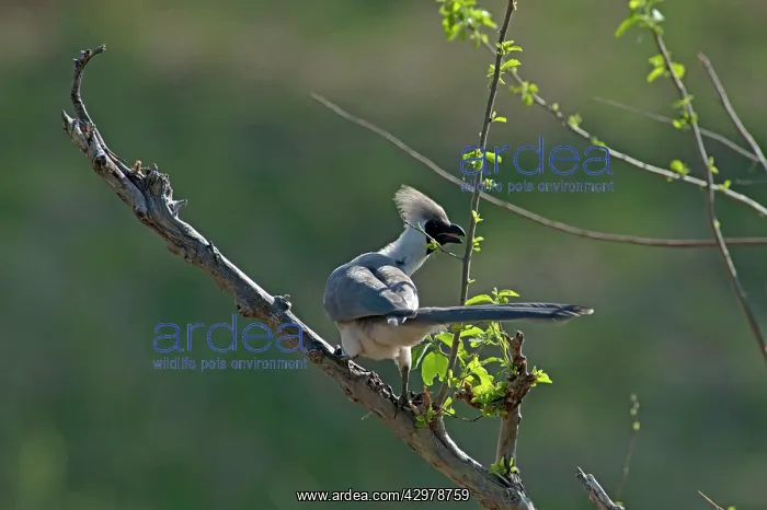 : Bare-faced Go Away Bird : Bare-faced Go Away Bird