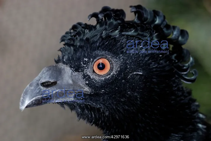  : Bare-Faced Curassow