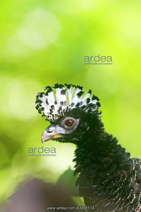 : Bare-faced Curassow : Bare-faced Curassow
