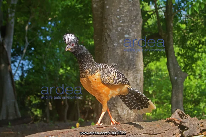 : Bare-faced Curassow : Bare-faced Curassow