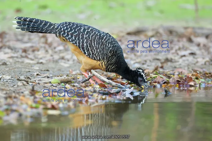 : Bare-faced Curassow : Bare-faced Curassow