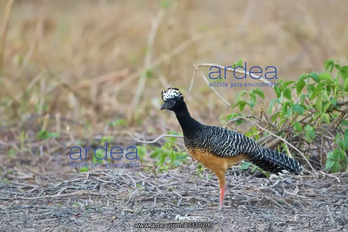 : Bare-faced Curassow : Bare-faced Curassow