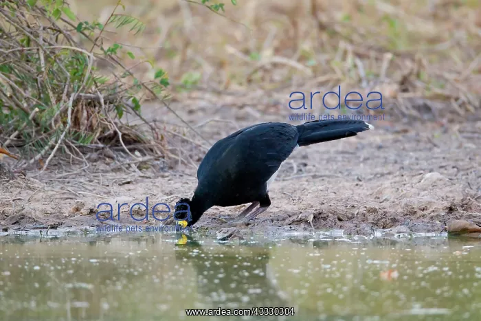 : Bare-faced Curassow : Bare-faced Curassow