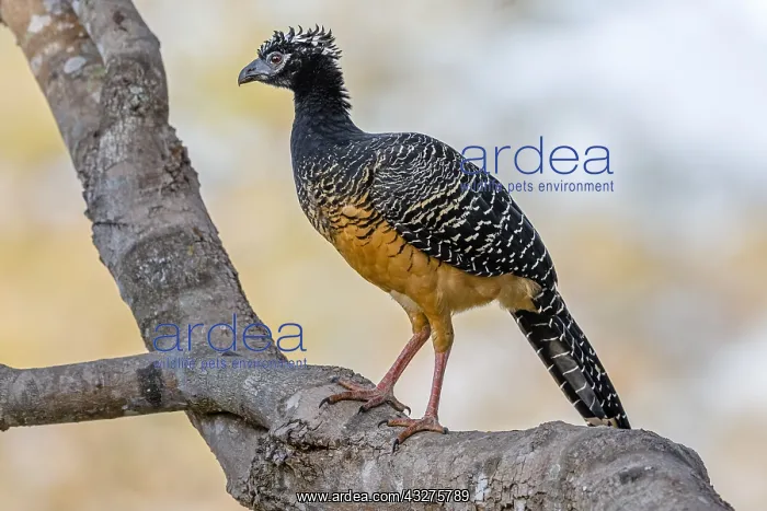 : Bare-faced Curassow (Crax fasciolata) female pe : Bare-faced Curassow (Crax fasciolata) female pe