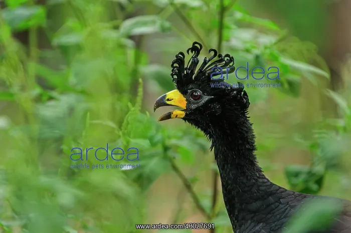 : Bare-faced Curassow, Pantanal Wetlands, Mato Grosso, Brazil : Bare-faced Curassow, Pantanal Wetlands, Mato Grosso, Brazil