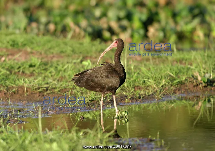 : Bare-faced Ibis : Bare-faced Ibis