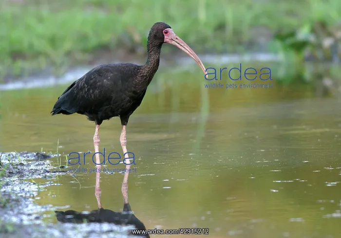 : Bare-faced Ibis : Bare-faced Ibis