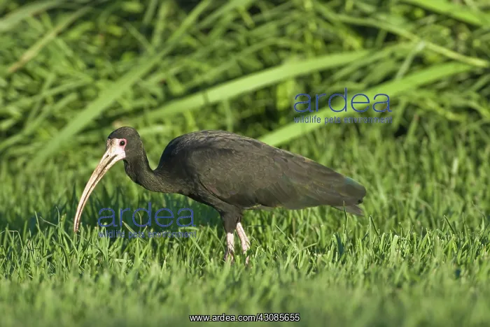 : Bare-faced Ibis : Bare-faced Ibis