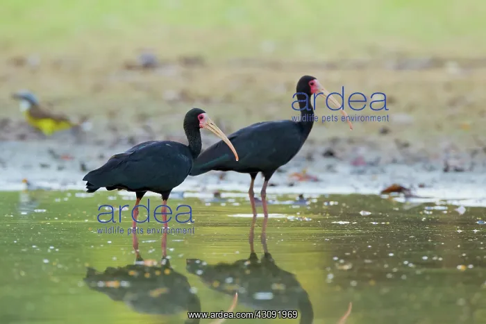 : Bare-faced Ibis : Bare-faced Ibis