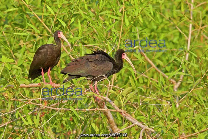  : Bare-faced Ibis couple perched on a bush Pantanal