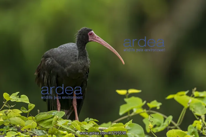 : Bare-faced Ibis / Whispering Ibis (Phimosus infuscatus) : Bare-faced Ibis / Whispering Ibis (Phimosus infuscatus)