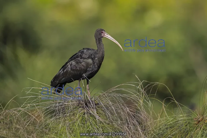 : Bare-faced Ibis / Whispering Ibis (Phimosus infuscatus) : Bare-faced Ibis / Whispering Ibis (Phimosus infuscatus)