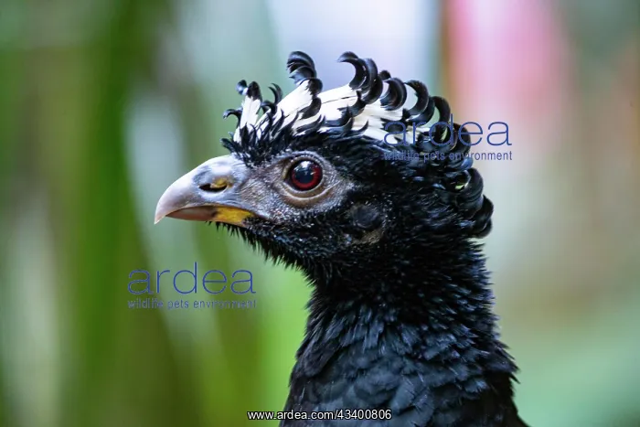 : Bare-faced shokko (Crax fasciolata) Pantanal Brazil : Bare-faced shokko (Crax fasciolata) Pantanal Brazil