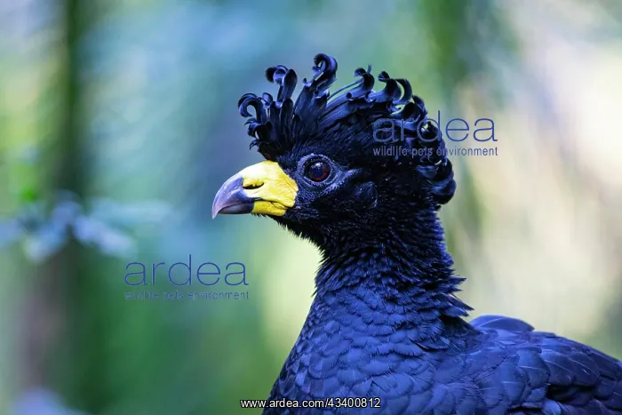 : Bare-faced shokko (Crax fasciolata) Pantanal Brazil : Bare-faced shokko (Crax fasciolata) Pantanal Brazil