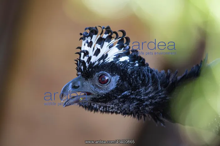 : Bare-faced shokko (Crax fasciolata) Pantanal Brazil : Bare-faced shokko (Crax fasciolata) Pantanal Brazil