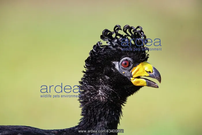 : Bare-faced shokko (Crax fasciolata) Pantanal Brazil : Bare-faced shokko (Crax fasciolata) Pantanal Brazil