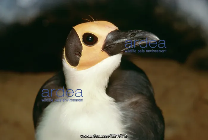 : Bare-headed / Yellow-headed ROCKFOWL / Picathartes : Bare-headed / Yellow-headed ROCKFOWL / Picathartes