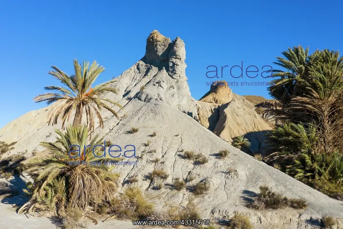: Bare ridges of eroded sandstone and palm trees in : Bare ridges of eroded sandstone and palm trees in