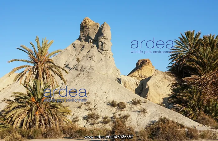 : Bare ridges of eroded sandstone and palm trees in the Ta : Bare ridges of eroded sandstone and palm trees in the Ta