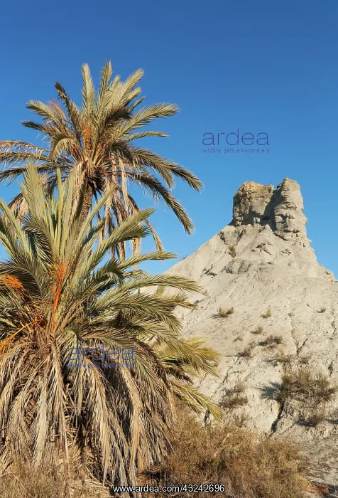 : Bare ridges of eroded sandstone and palm trees in the Ta : Bare ridges of eroded sandstone and palm trees in the Ta