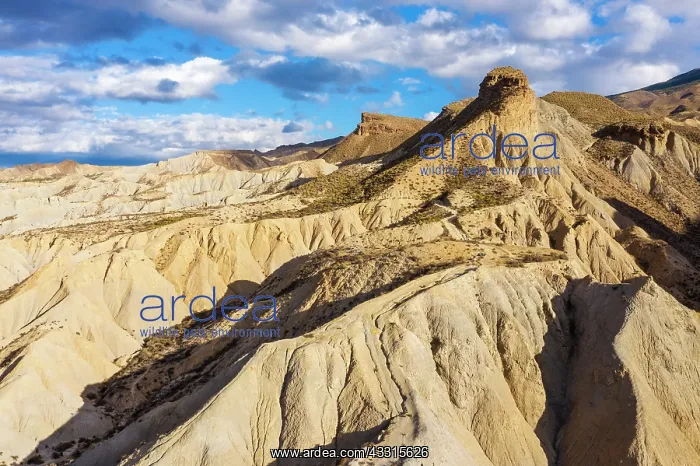 : Bare ridges of eroded sandstone in the Tabernas : Bare ridges of eroded sandstone in the Tabernas