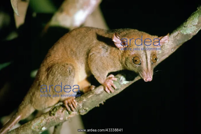 : Bare-tailed Woolly Opossum - at night night in rainforest : Bare-tailed Woolly Opossum - at night night in rainforest