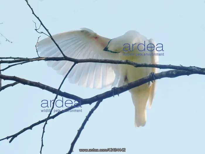 : Bare-throated Bellbird preening Procnias nudicollis : Bare-throated Bellbird preening Procnias nudicollis